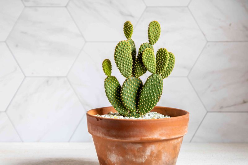 Bunny Ears Cactus