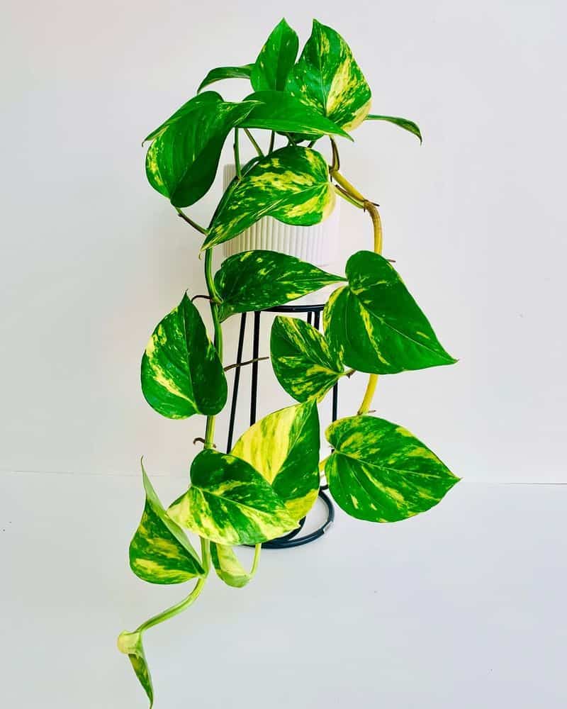 Golden Pothos (Epipremnum aureum)