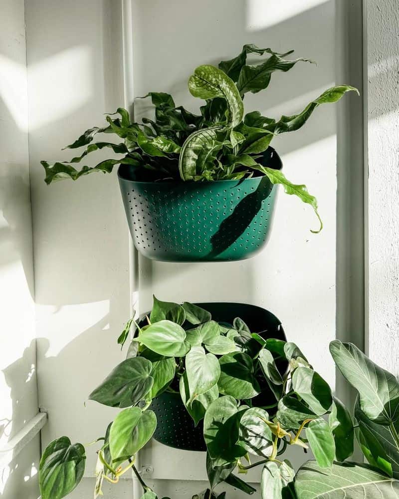 Rubber Plant