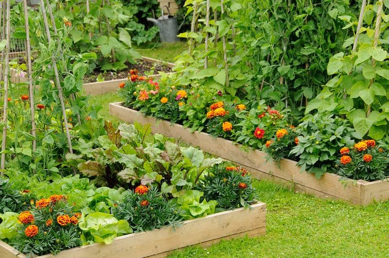 Grows Versatile Plants