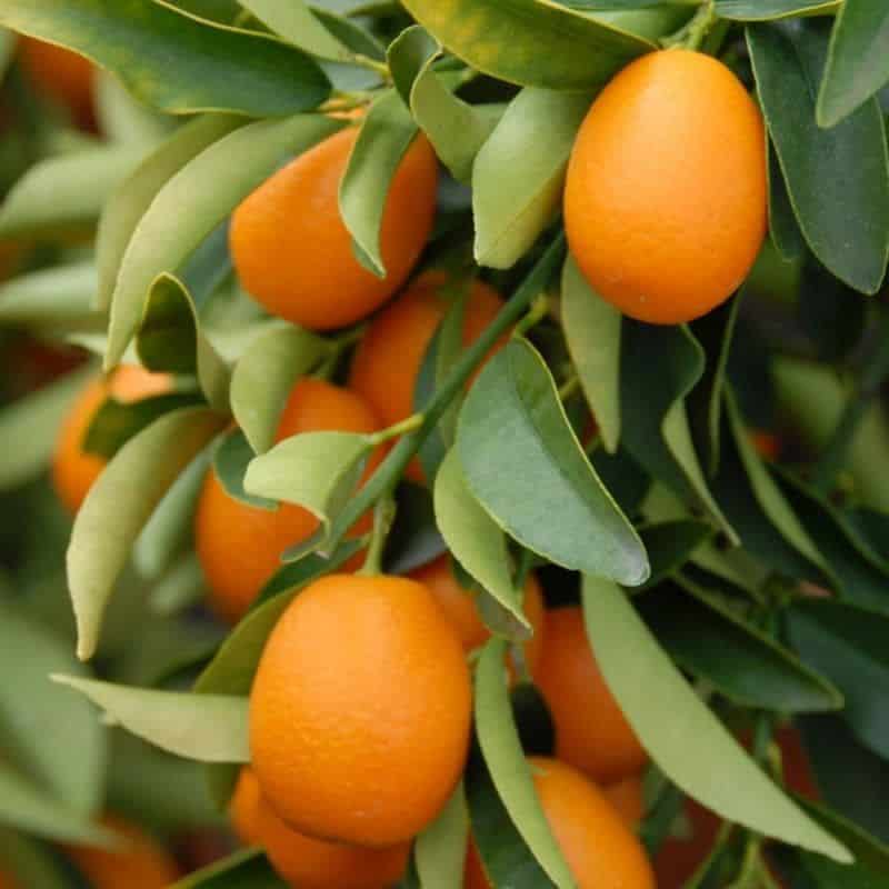 Kumquat