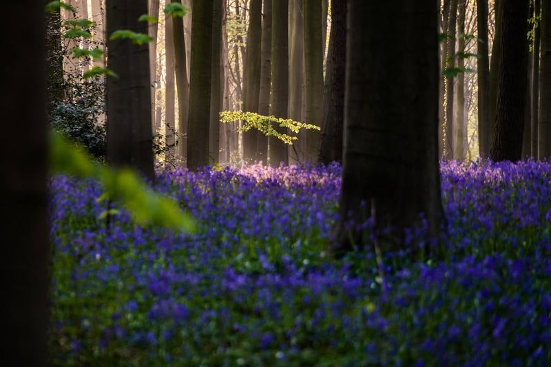 Hallerbos, Belgium
