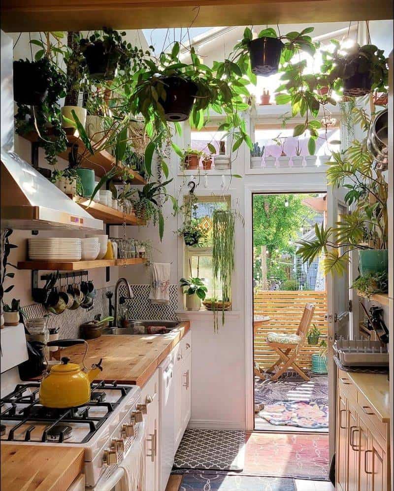 Hanging Plants and Herbs