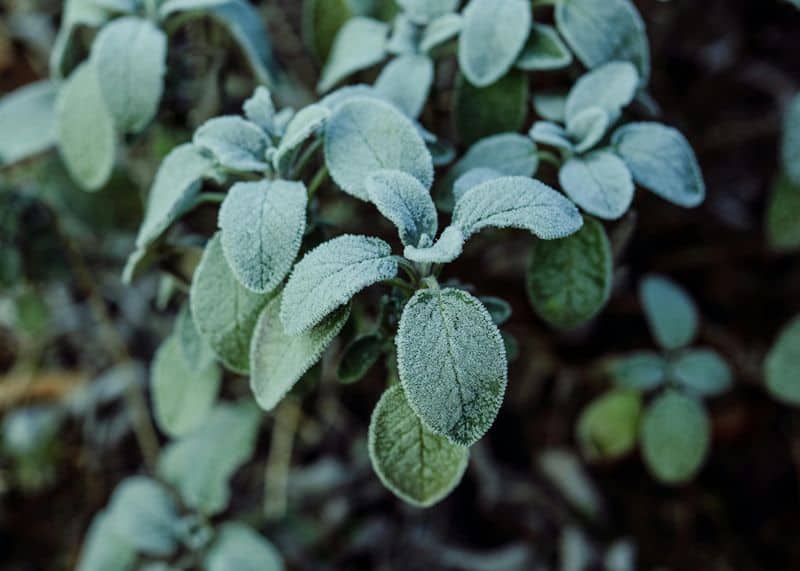 Protect from Frost