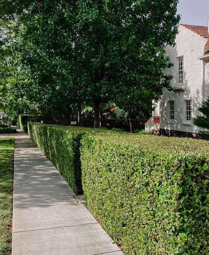 Hedges