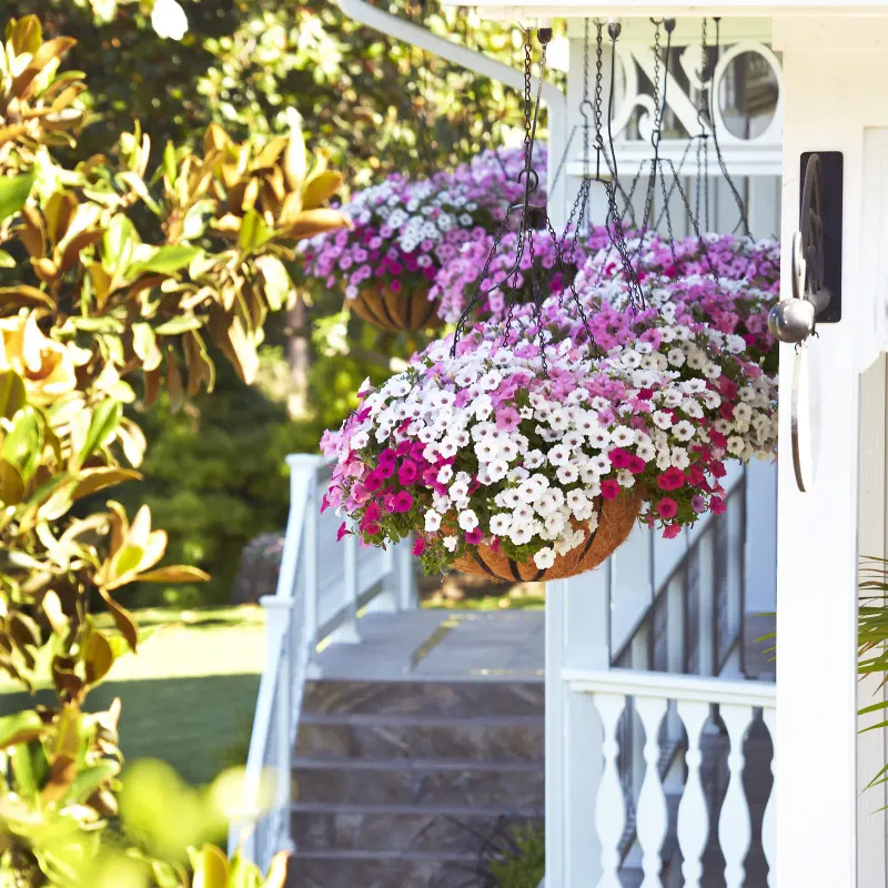 Petunias