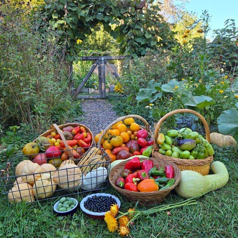 Gardening for Produce