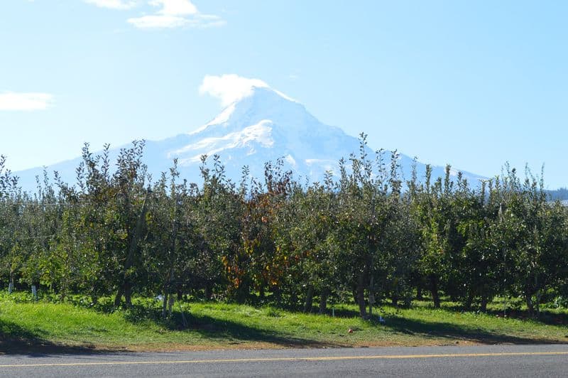 Kiyokawa Family Orchards