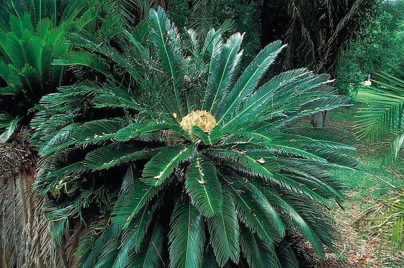 Cycads