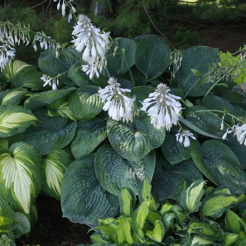 Hosta (Hosta spp.)