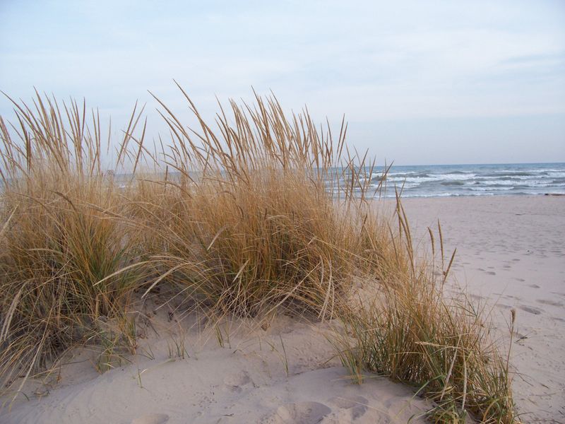 Beach Grass