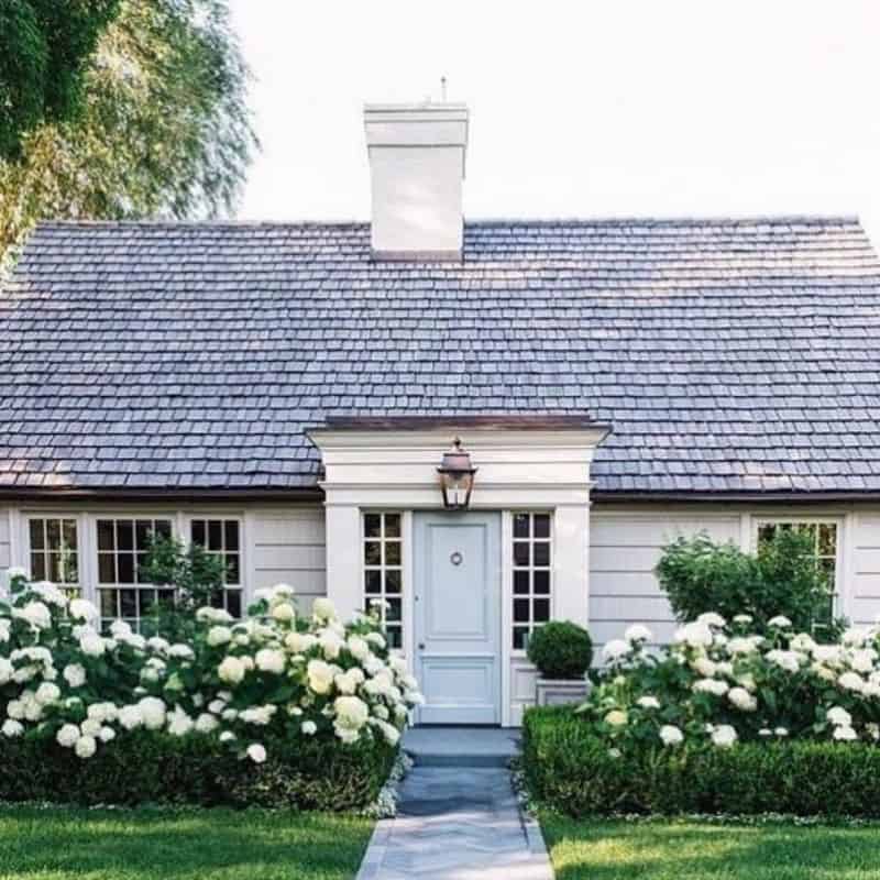 Hydrangeas