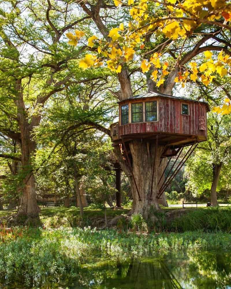 Illegal Treehouses