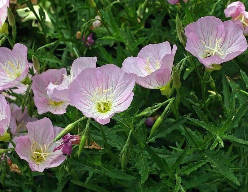 Include Night-Blooming Plants