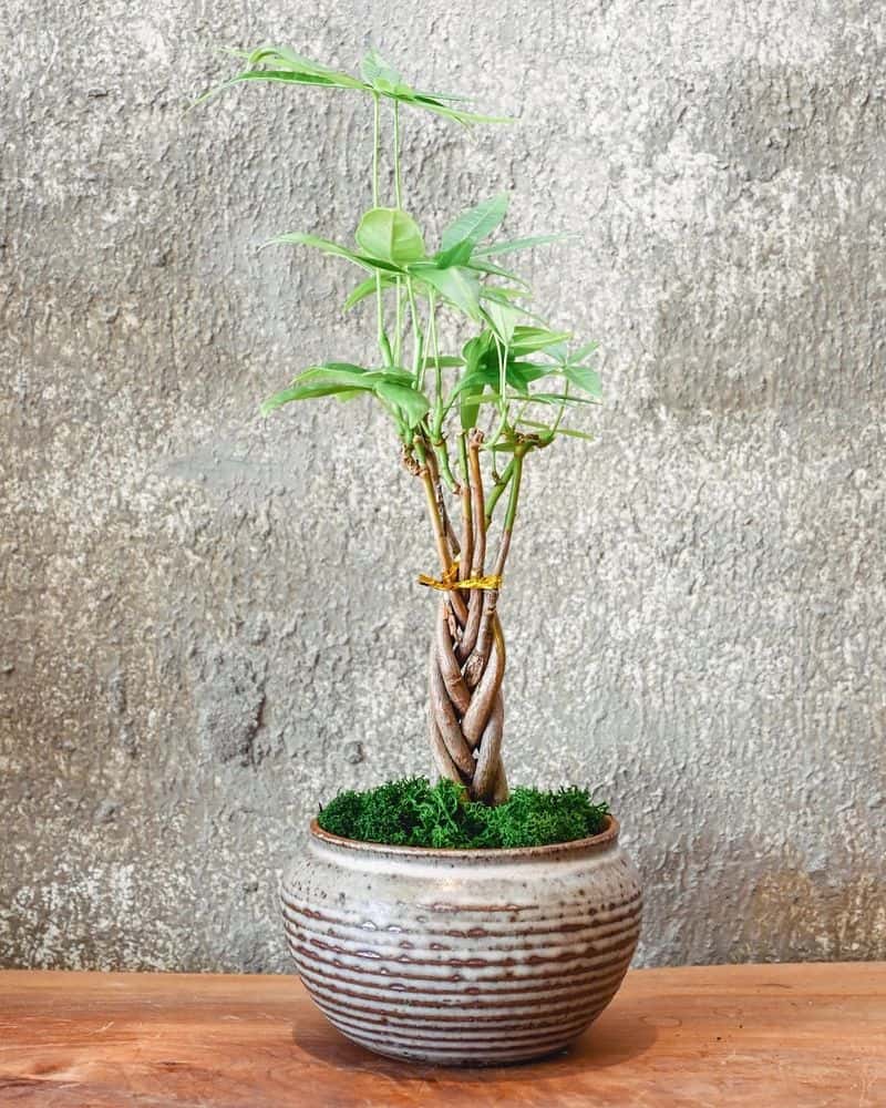 Incorporate Lucky Plants