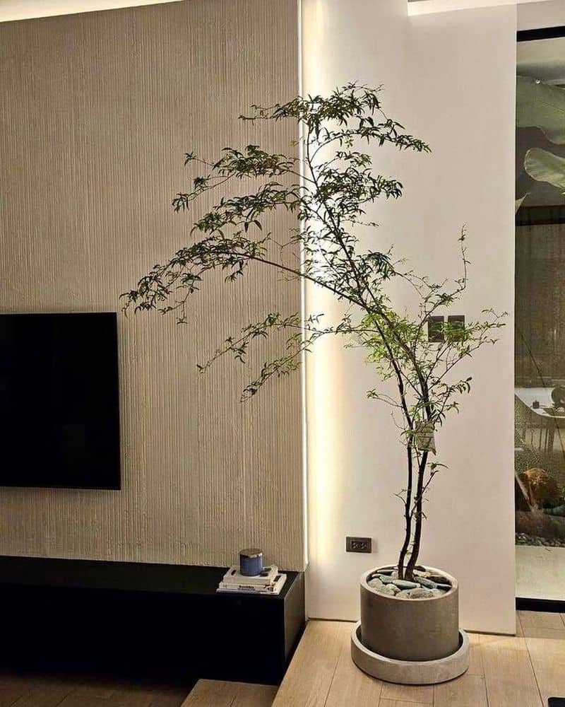 Indoor Plants as Natural Barriers