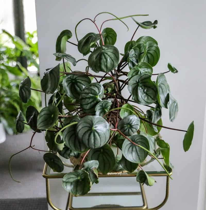 Indoor Plants