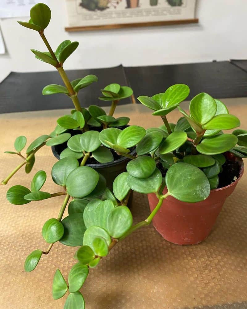 Jade Plant (Crassula ovata)