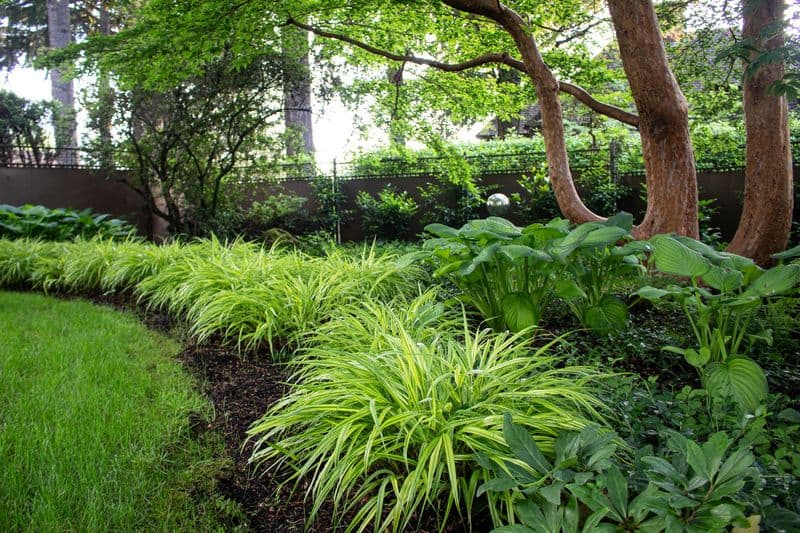 Japanese Forest Grass (Hakonechloa macra)