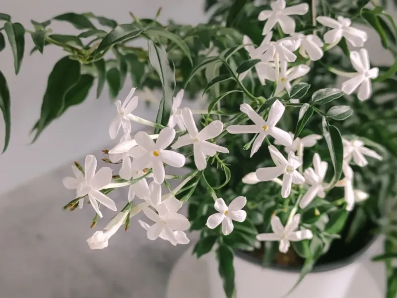 Jasmine (Jasminum polyanthum)