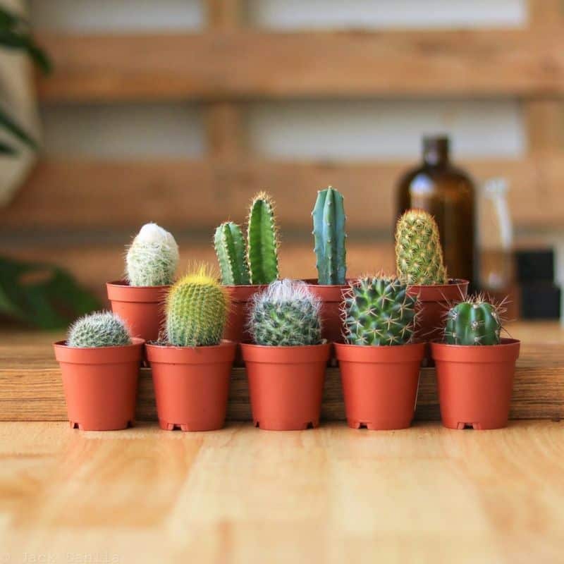 Cactus