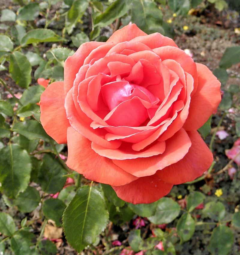 Fragrant Cloud