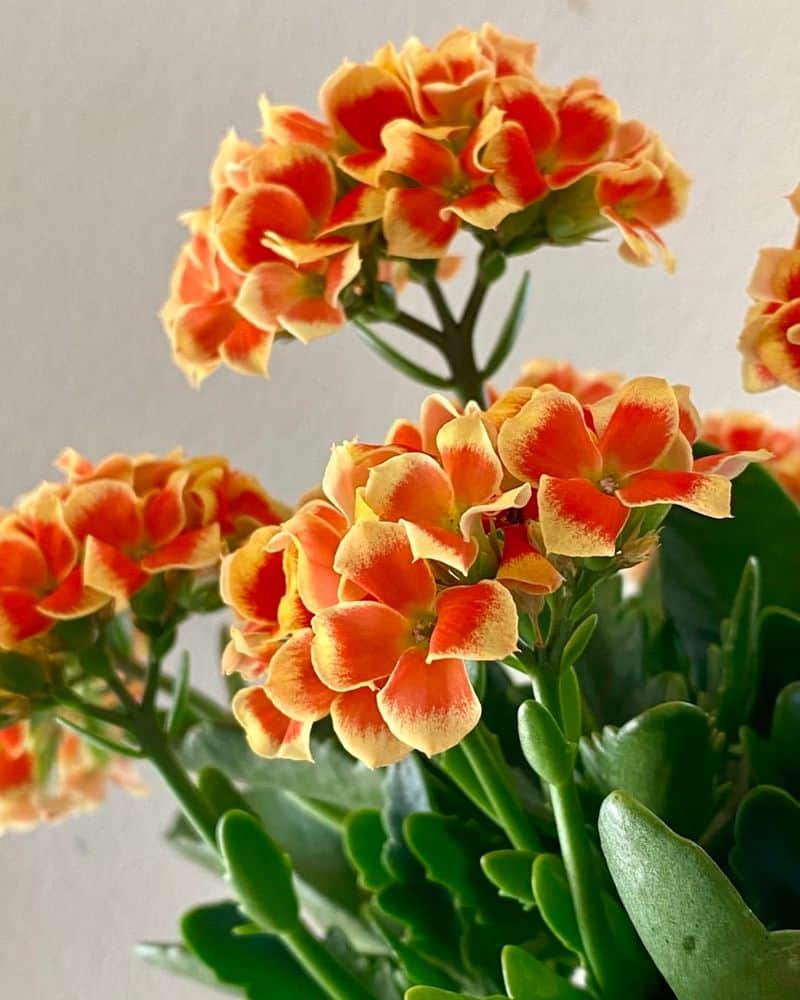 Kalanchoe (Kalanchoe blossfeldiana)