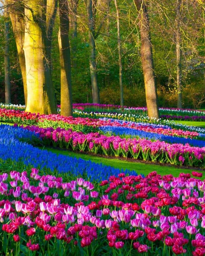 Keukenhof Gardens
