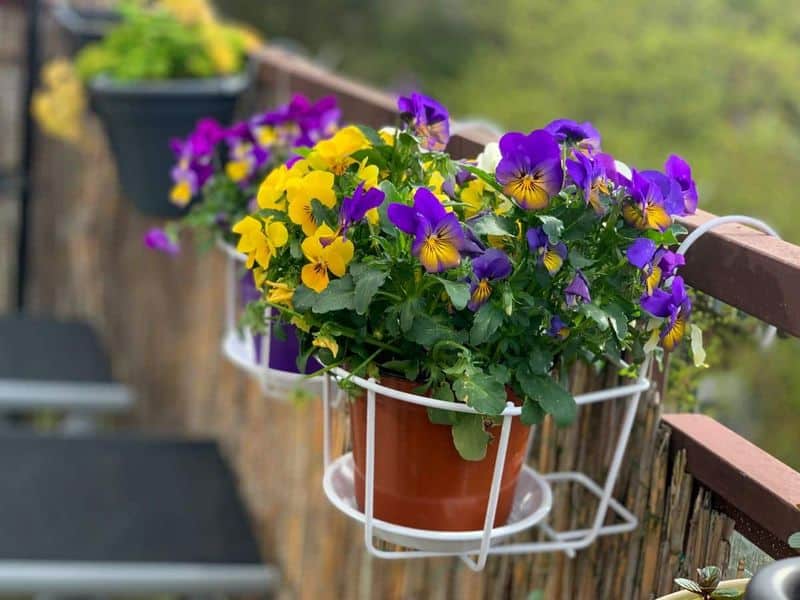 Pansies