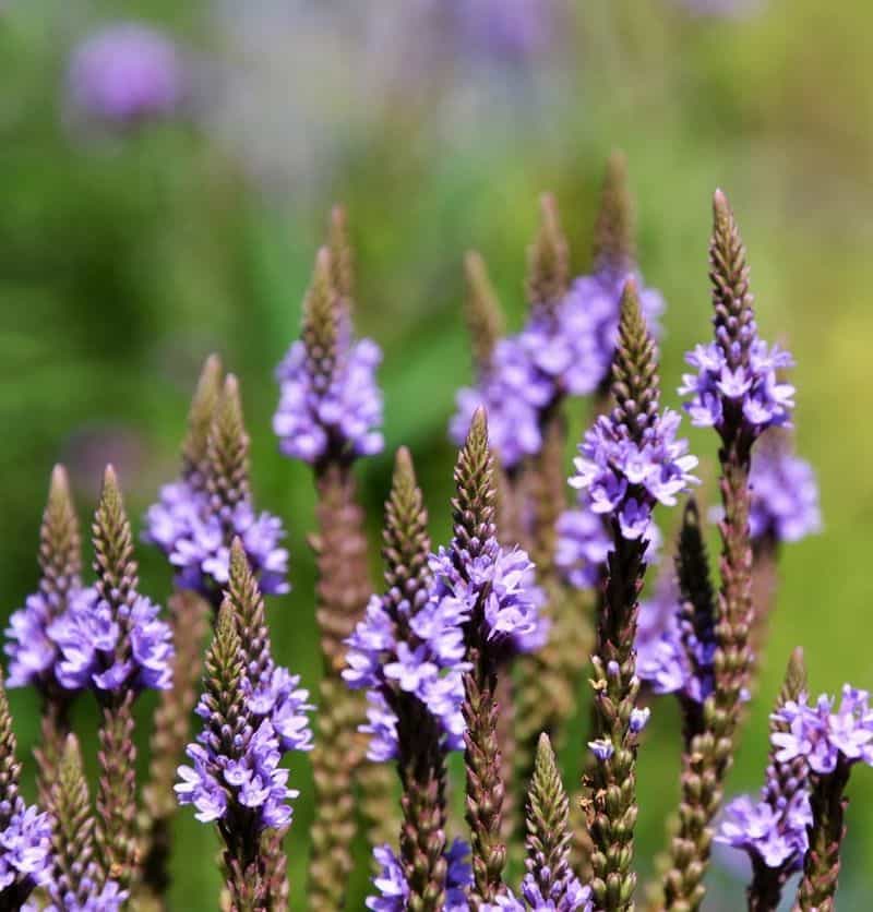 Lavender (Lavandula spp.)