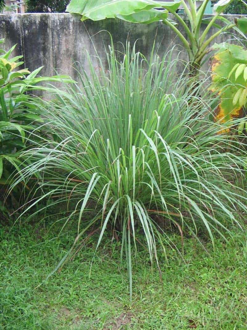 Citronella Grass