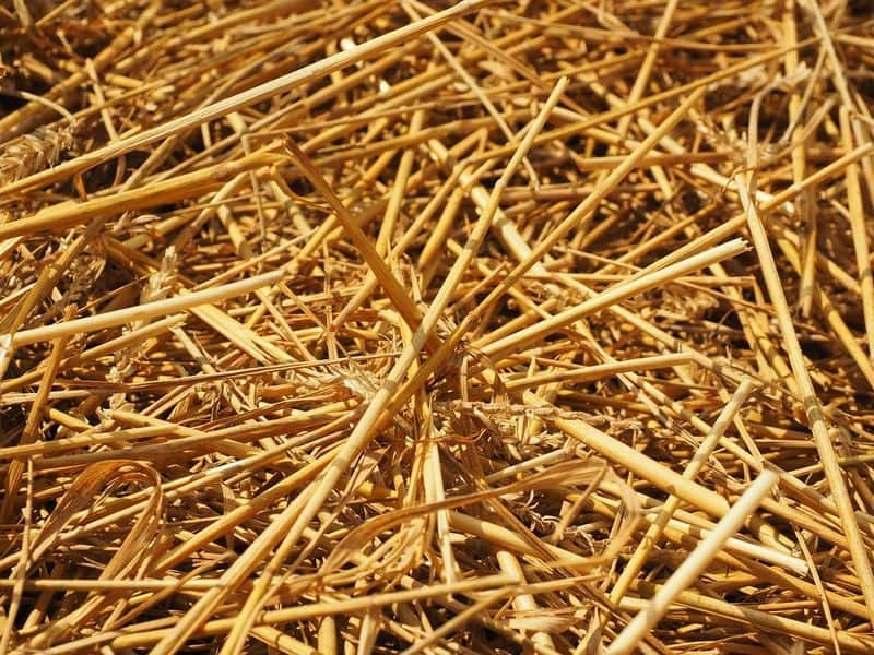 Straw