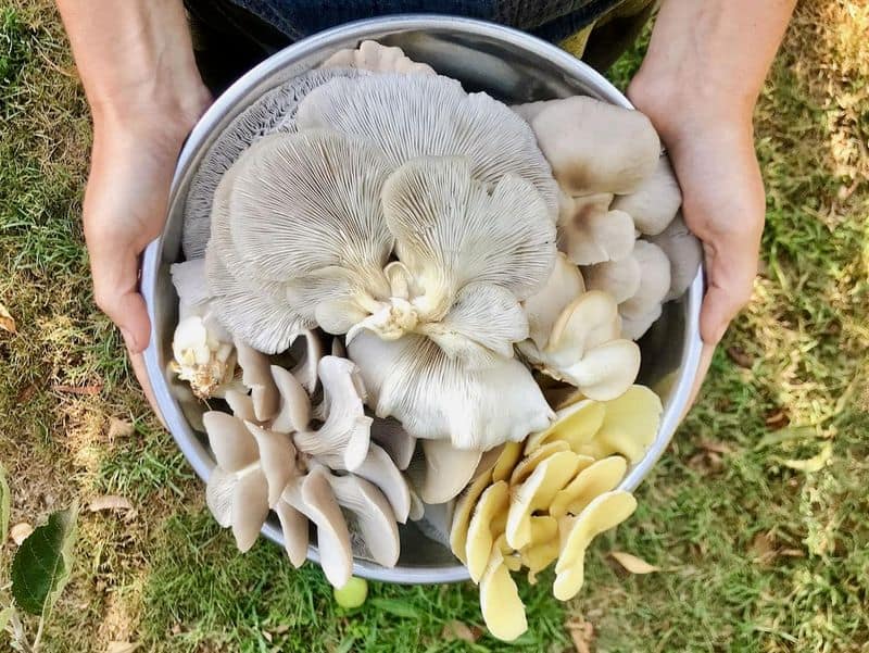 Harvest at the Right Time