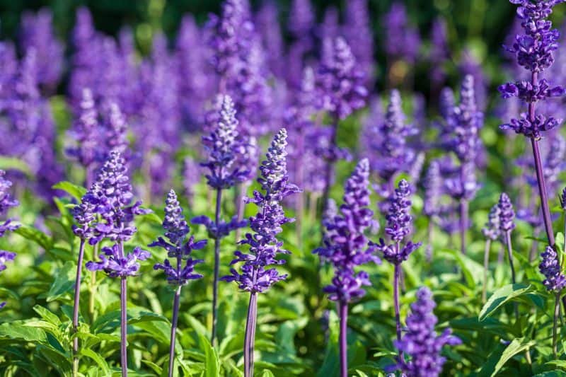 Lavender