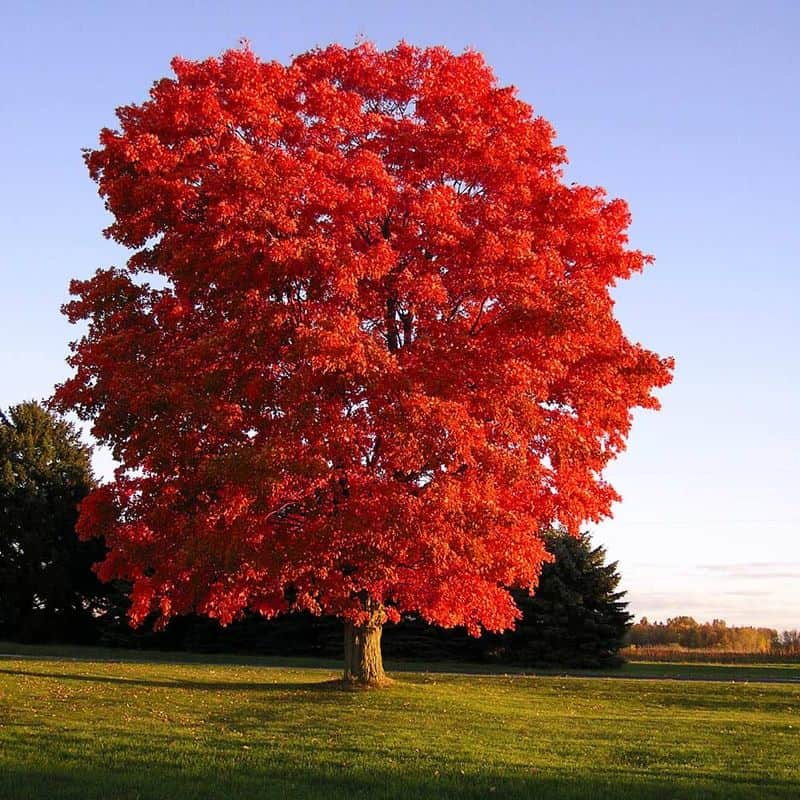 Red Maple