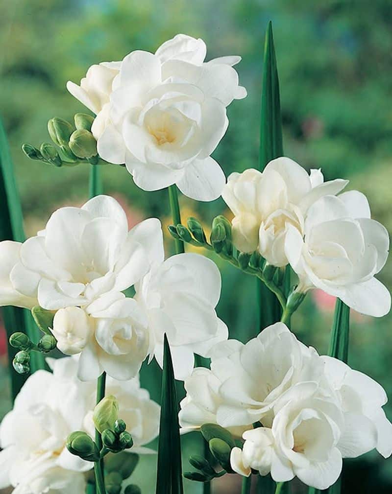 Lily of the Valley (Convallaria majalis)