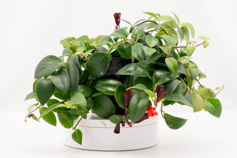 Lipstick Plant (Aeschynanthus radicans)