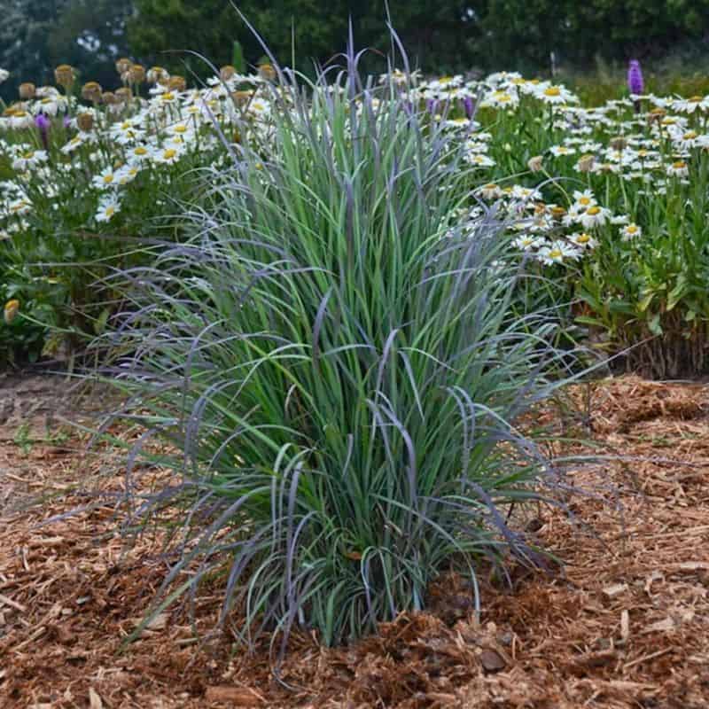 Little Bluestem (Schizachyrium scoparium)