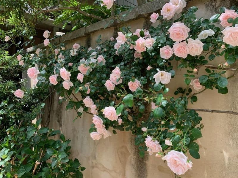 Fragrance Enhancing