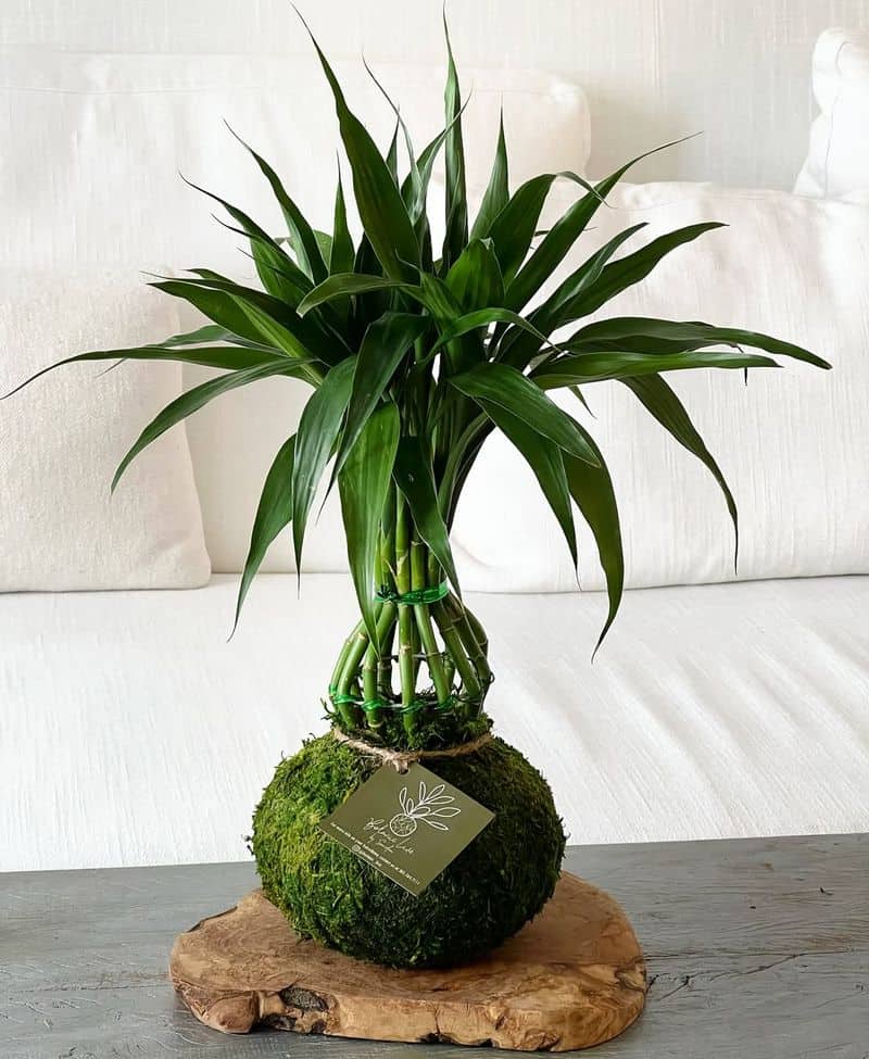 Lucky Bamboo (Dracaena sanderiana)