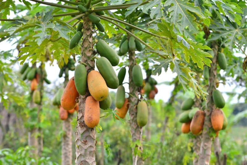 Papaya