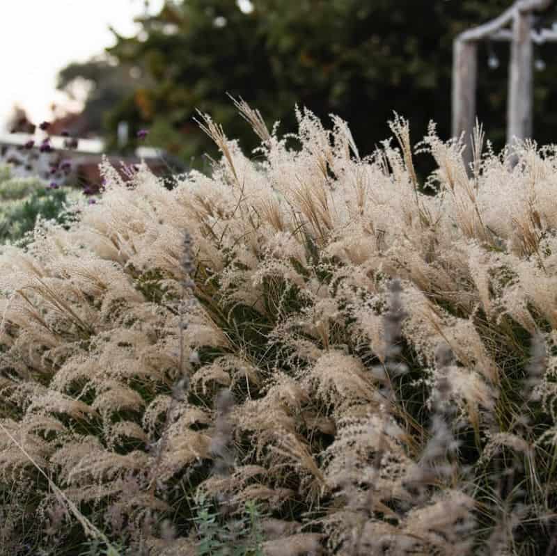 Maiden Grass (Miscanthus sinensis)