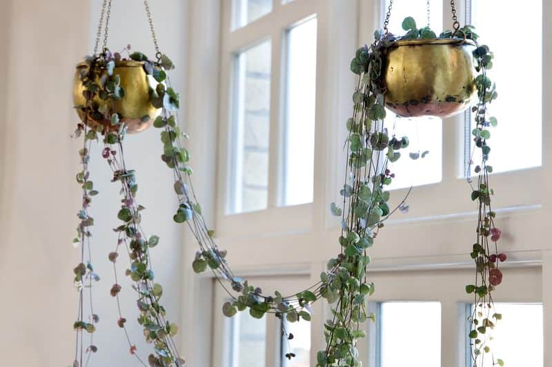 String of Hearts