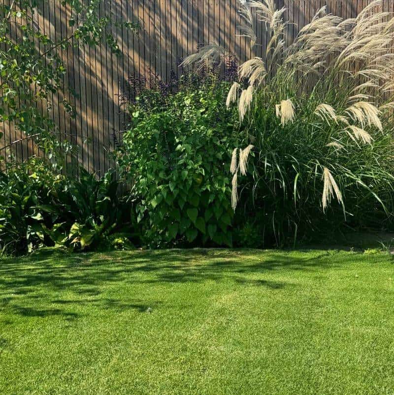 Maintain a Pollinator-Friendly Lawn