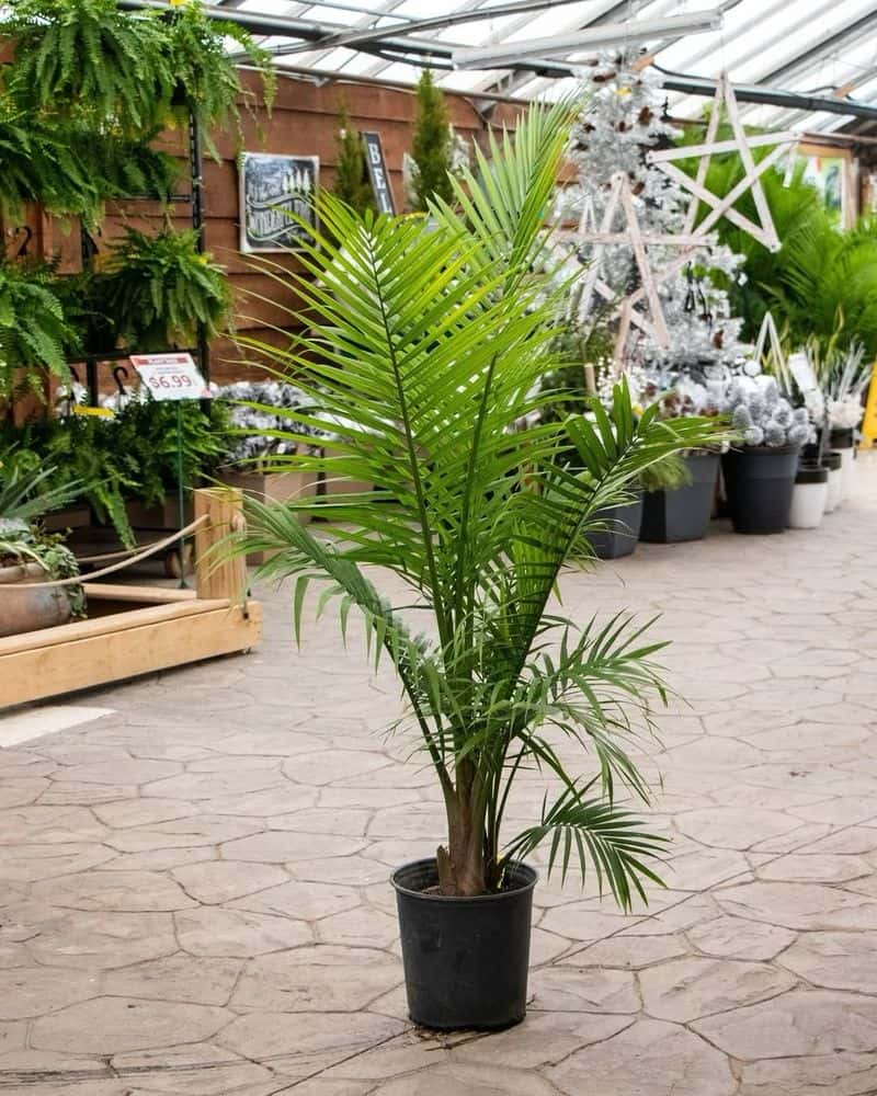 Majesty Palm (Ravenea rivularis)