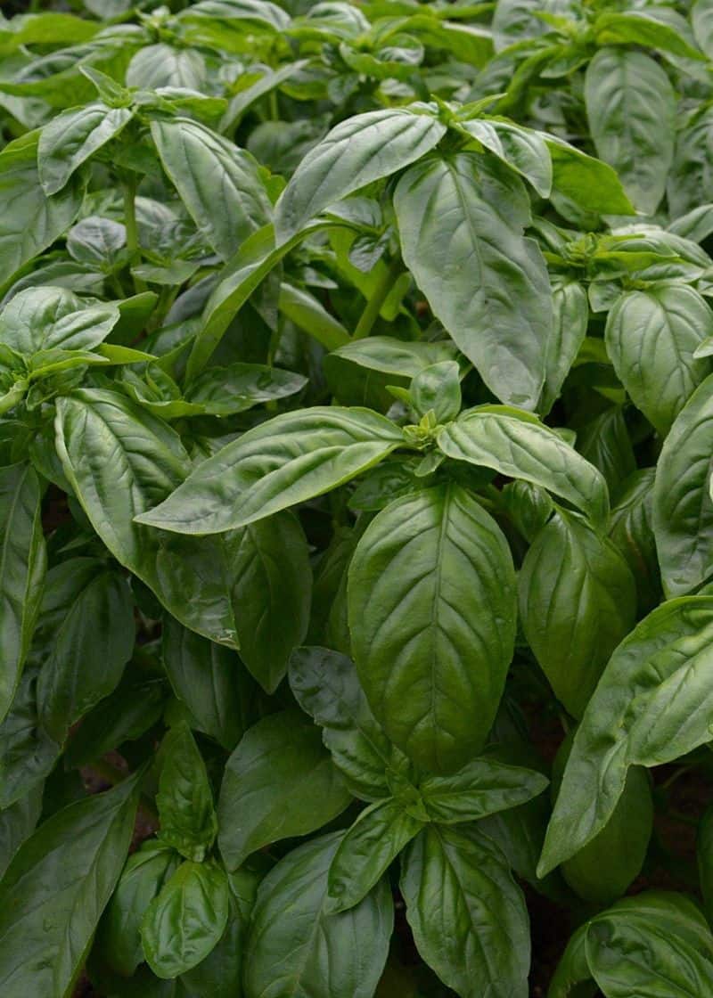 Basil