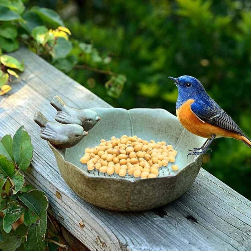 Ceramic Dishes