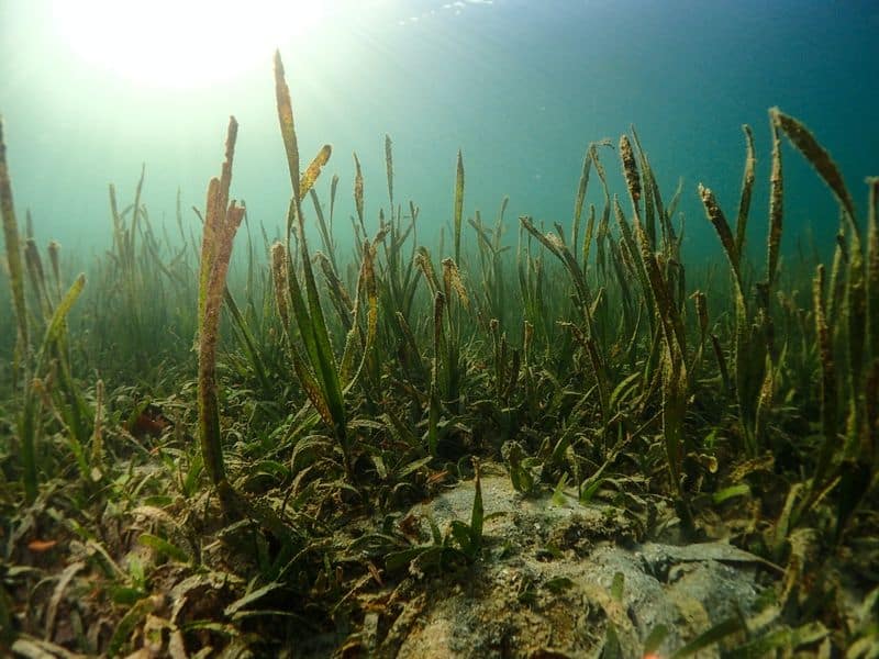 Seagrass