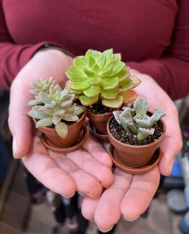 Mini Succulents