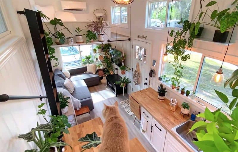 Plants for Freshness
